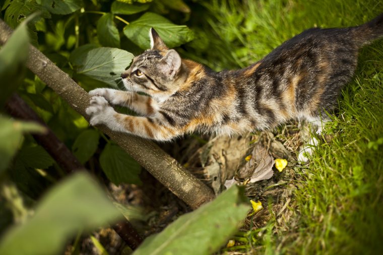 Comment Éloigner Les Chats De Son Jardin ? Nos Conseils destiné Chasser Les Chats Du Jardin
