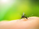 Comment Éloigner Les Moustiques D'une Maison ? tout Comment Se Débarrasser Des Moustiques Dans Le Jardin