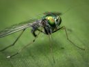 Comment Éviter La Prolifération Des Moustiques Dans Son Jardin ? tout Comment Se Débarrasser Des Moustiques Dans Le Jardin