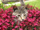 Comment Faire Fuir Les Chats De Votre Jardin ? concernant Chasser Les Chats Du Jardin
