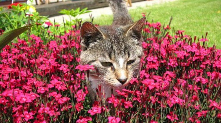 Comment Faire Fuir Les Chats De Votre Jardin ? concernant Chasser Les Chats Du Jardin