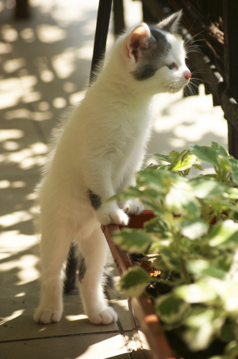 Comment Faire Fuir Les Chats ? – Ooreka serapportantà Chasser Les Chats Du Jardin