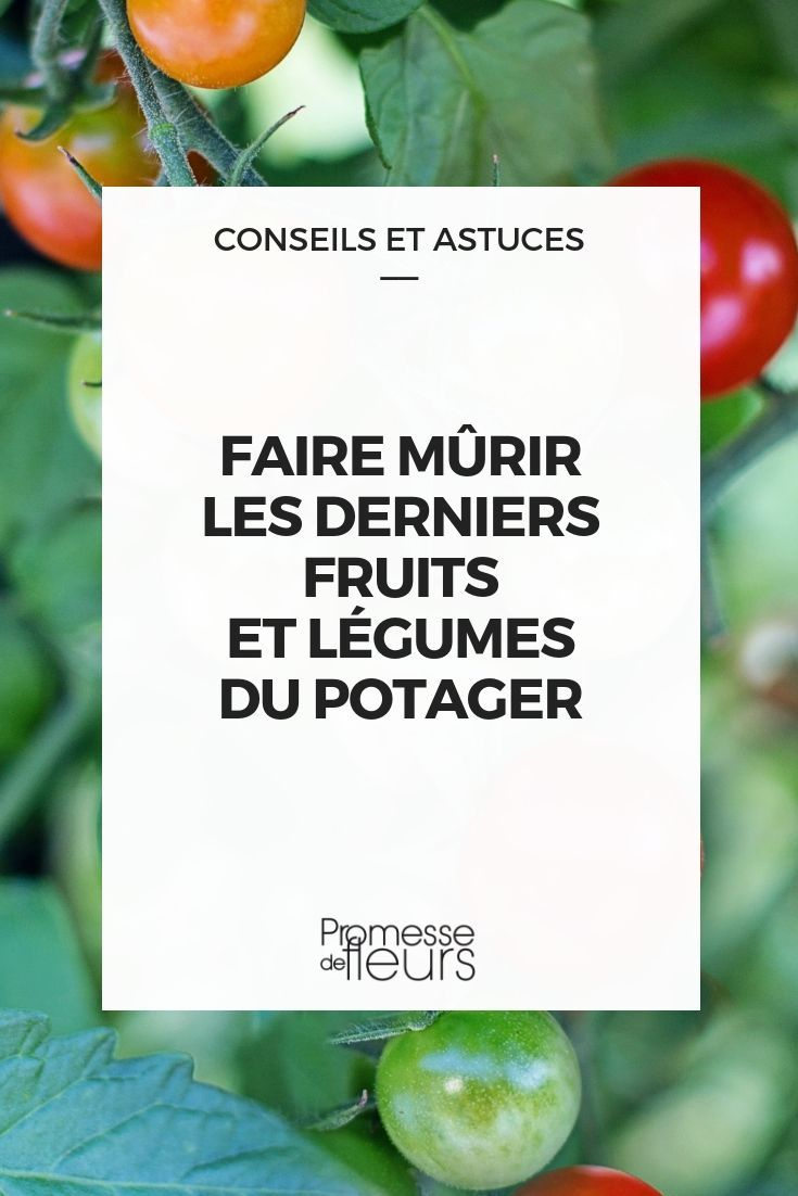 Comment Faire Mûrir Les Derniers Fruits Et Légumes Du ... avec Faire Un Jardin Pour Les Nuls
