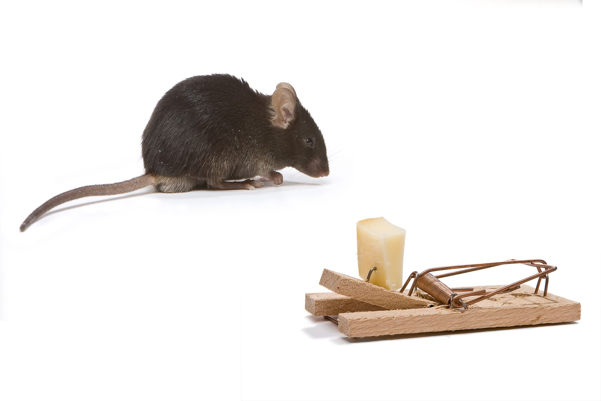 Comment Se Débarrasser De Rats De Manière Écologique ? à Comment Se Débarrasser Des Rats Dans Le Jardin