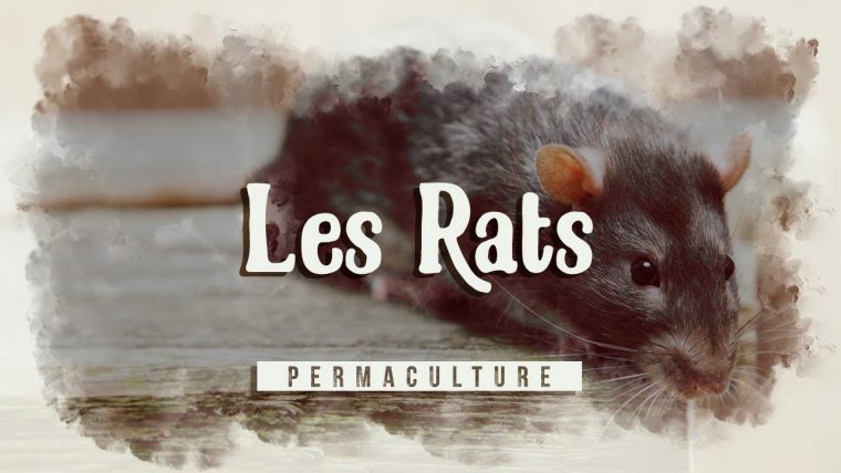 Comment Se Débarrasser Des Rats Au Jardin, Dans La Maison Etc… ? 🐀 tout Comment Se Débarrasser Des Rats Dans Le Jardin