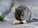 Comment Se Débarrasser Des Rats Et Des Souris pour Comment Se Débarrasser Des Rats Dans Le Jardin