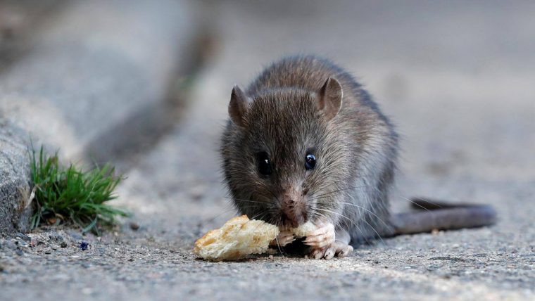 Comment Se Débarrasser Des Rats Et Des Souris pour Comment Se Débarrasser Des Rats Dans Le Jardin