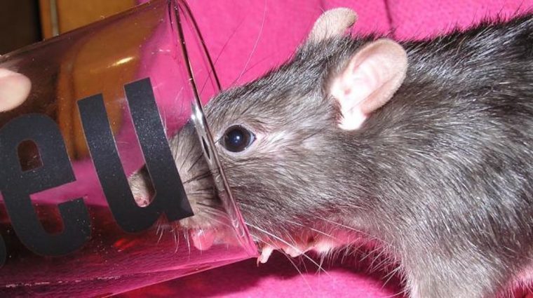Comment Se Débarrasser Des Rats ? Utilisez Du Coca-Cola … dedans Comment Se Débarrasser Des Rats Dans Le Jardin