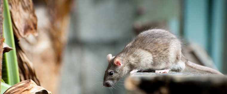 Comment Se Débarrasser Des Souris Et Des Rats | Caa-Québec concernant Comment Se Débarrasser Des Rats Dans Le Jardin