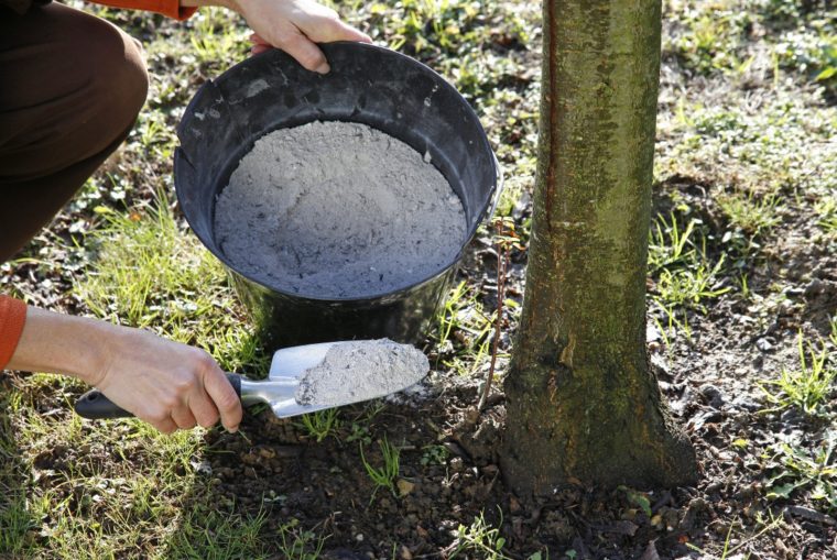 Comment Utiliser Les Cendres De Bois Au Jardin ? pour La Potasse Au Jardin