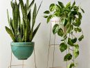 Cool Plant Stand Design Ideas For Indoor Houseplant | Deco ... intérieur Support Abri De Jardin