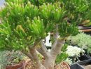 Crassula Ovata - Convoluta Gollum | Etli Yapraklı Bitki ... intérieur Plante Jardin Zen