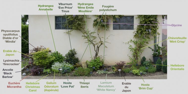 Créer Un Massif À L'ombre Dans Son Jardin (Fleurs, Arbustes … intérieur Plante Jardin Ombre