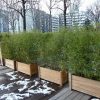 Cuisine: Jardiniã¨re De Bambous Pendant La Mauvaise Saison ... destiné Déco Jardin Bambou