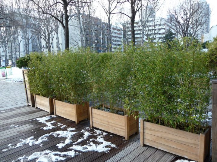 Cuisine: Jardiniã¨re De Bambous Pendant La Mauvaise Saison … destiné Déco Jardin Bambou