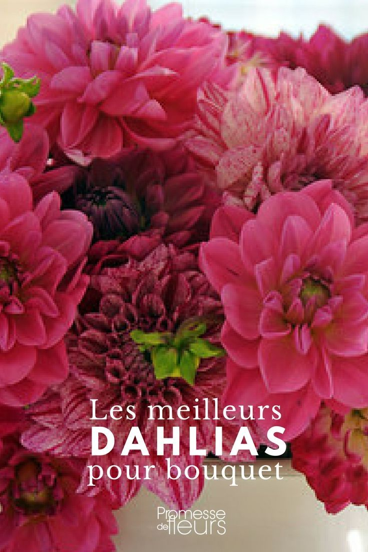 Dahlias : Les Meilleurs Pour Faire Des Bouquets | Dahlia … tout Fleurs À Couper Au Jardin