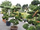 Décoration &amp; Cadeaux, Pépinières, Plantes Vertes &amp; Fleuries ... avec Arbustes Decoration Jardin