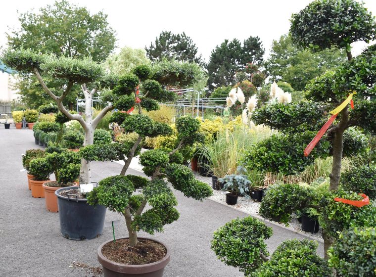 Décoration & Cadeaux, Pépinières, Plantes Vertes & Fleuries … avec Arbustes Decoration Jardin