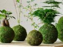 Découvrez Le Kokedama, Un Art Floral Japonais Original ... serapportantà Créer Jardin Japonais Facile