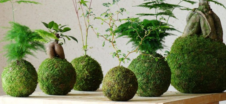 Découvrez Le Kokedama, Un Art Floral Japonais Original … serapportantà Créer Jardin Japonais Facile