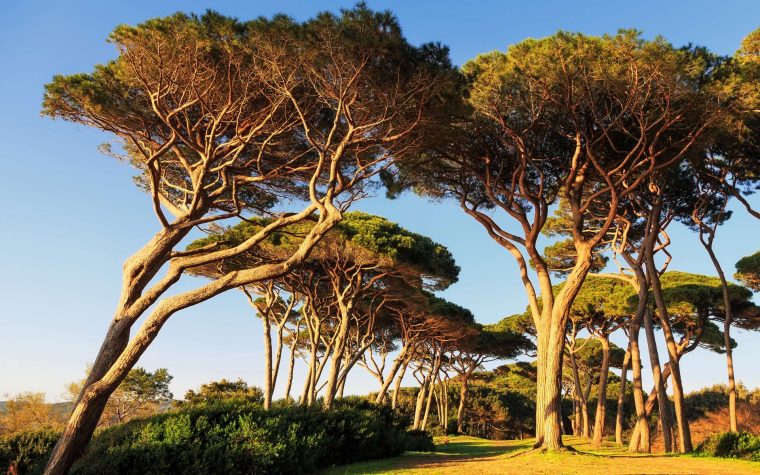 Définition | Pin Maritime – Pinus Pinaster – Pin Des Landes … encequiconcerne Ecorce De Jardin