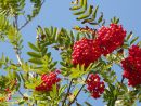 Définition | Sorbier Des Oiseleurs - Sorbus Aucuparia ... pour Arbre De Jardin A Croissance Rapide
