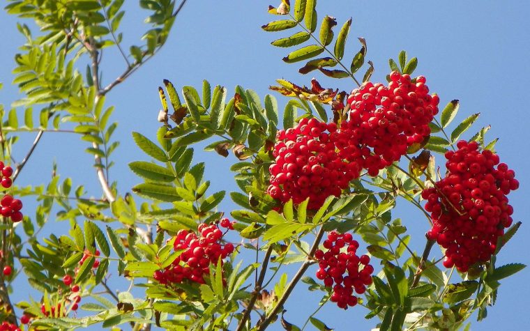 Définition | Sorbier Des Oiseleurs – Sorbus Aucuparia … pour Arbre De Jardin A Croissance Rapide