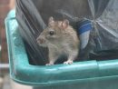 Des Rats Dans Votre Jardin &amp; Votre Rue: Que Faire? - Anticimex concernant Comment Se Débarrasser Des Rats Dans Le Jardin