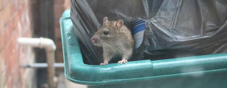 Des Rats Dans Votre Jardin & Votre Rue: Que Faire? – Anticimex concernant Comment Se Débarrasser Des Rats Dans Le Jardin