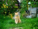 ▷ 7 Astuces Pour Éloigner Les Chats De Son Jardin Et De Son ... à Chasser Les Chats Du Jardin