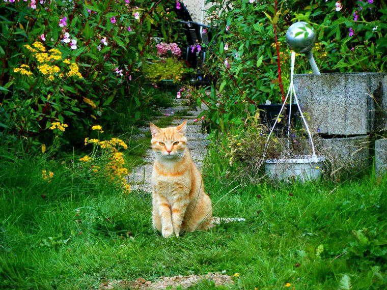 ▷ 7 Astuces Pour Éloigner Les Chats De Son Jardin Et De Son … à Chasser Les Chats Du Jardin