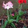 ✅ Apple Blossom &amp; Red Lion Amaryllis In My Garden (April ... encequiconcerne Amaryllis De Jardin