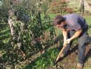 Enghien: Des Arbres Fruitiers À Planter Maintenant, Que ... pour Petit Arbre Fruitier Jardin