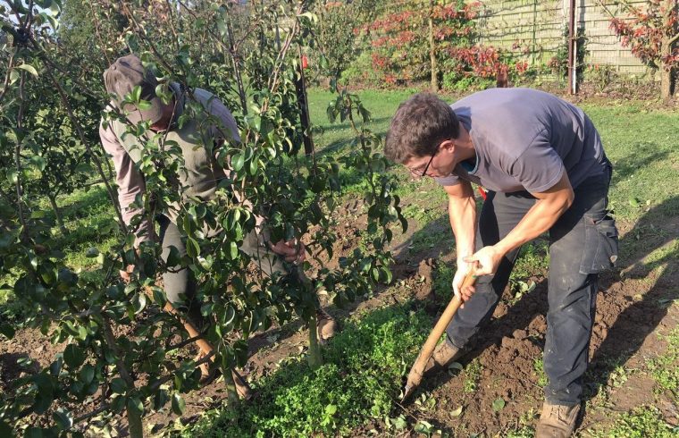 Enghien: Des Arbres Fruitiers À Planter Maintenant, Que … pour Petit Arbre Fruitier Jardin