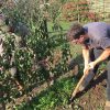 Enghien: Des Arbres Fruitiers À Planter Maintenant, Que ... tout Arbre Pour Petit Jardin
