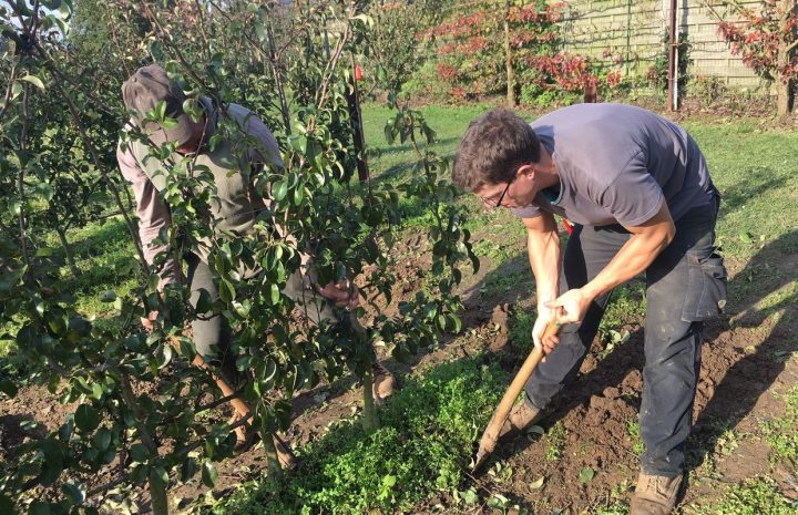 Enghien: Des Arbres Fruitiers À Planter Maintenant, Que … tout Arbre Pour Petit Jardin