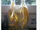 Engrais Liquide À Base D'eau Et De Peau De Banane | Jardin ... à Engrais Bio Jardin