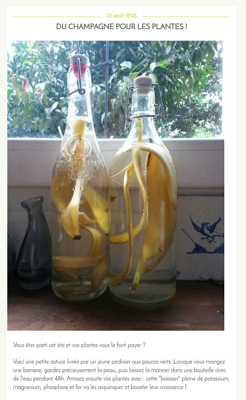 Engrais Liquide À Base D'eau Et De Peau De Banane | Jardin ... à Engrais Bio Jardin