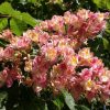 Environnement | Accueillez De Nouveaux Arbres À Fleurs ! pour Arbre Pour Petit Jardin