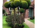 Épinglé Par Nadia Ben Sur Topiary | Decoration Jardin, Déco ... intérieur Arbustes Decoration Jardin