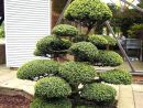 Épinglé Par Pineska Sur Niwaki | Amenagement Jardin, Bonsai ... avec Plante Jardin Japonais