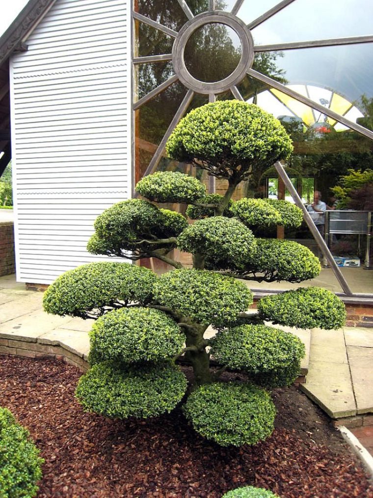 Épinglé Par Pineska Sur Niwaki | Amenagement Jardin, Bonsai … avec Plante Jardin Japonais