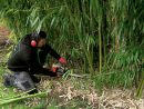 Éradiquer Les Plantes Invasives Dans Nos Jardins Avec Bambou ... pour Comment Eliminer Les Bambous Dans Un Jardin