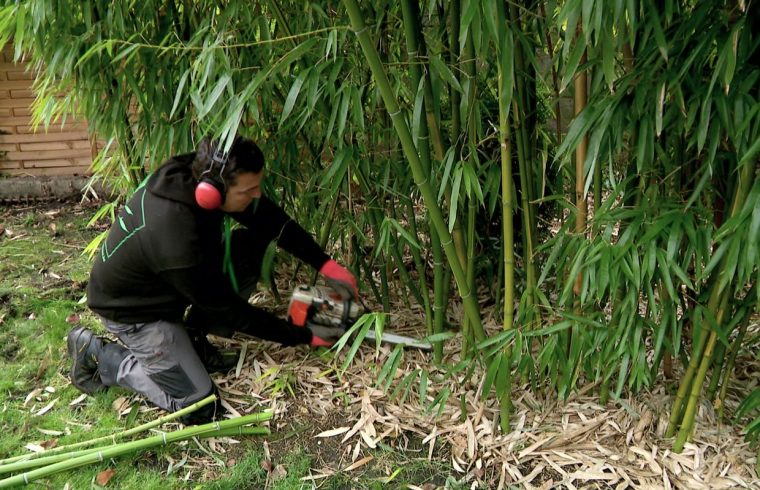 Éradiquer Les Plantes Invasives Dans Nos Jardins Avec Bambou … pour Comment Eliminer Les Bambous Dans Un Jardin