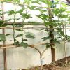 Espalier Fig In Greenhouse In July | Fruit Tree Garden ... serapportantà Jardin En Espalier