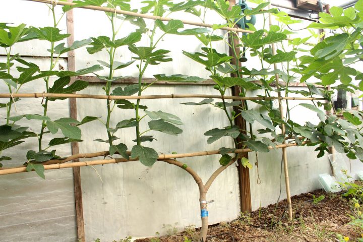 Espalier Fig In Greenhouse In July | Fruit Tree Garden … serapportantà Jardin En Espalier