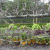 Espalier – The Art Of Taming Nature No.4 | Jardin intérieur Jardin En Espalier