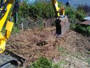Extraction De Bambous Traçants - Wiss Paysagiste concernant Comment Eliminer Les Bambous Dans Un Jardin