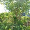 🌳 La Taille Du Saule Tortueux - Les Jardins De Malorie avec Arbre Pour Petit Jardin