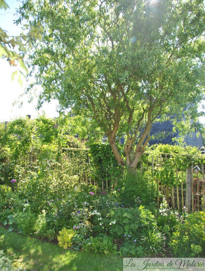 🌳 La Taille Du Saule Tortueux – Les Jardins De Malorie avec Arbre Pour Petit Jardin
